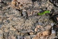 Slowing movement of a Green Caterpillar on the wooden bark