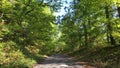 Hiking trail in a beautiful deciduous forest in southern Germany in the Heilbronn-Franken region, Baden WÃÂ¼rttemberg