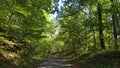 Hiking trail in a beautiful deciduous forest in southern Germany in the Heilbronn-Franken region, Baden WÃÂ¼rttemberg