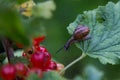 Slowly creeping snail on a green leaf in the garden. Natural green background