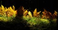 Orange-brown discolored fern on a forest glade  2 Royalty Free Stock Photo