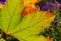 Close up of green autumn maple leaf with red leaf veins and blurry background Royalty Free Stock Photo