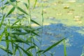 Slowly flowing river is overgrown with yellow water lilies. Royalty Free Stock Photo