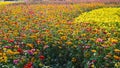 Slowly pan view of field of Common Zinnia or Youth-and-oldage in a sunny day