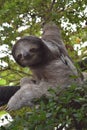 'Slowly' The Sloth
