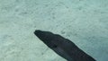 Slowmotion of Giant moray eel explores its territory