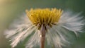 slowmotion shot captures moment dandelion seed