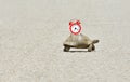 Slowness and sluggishness in business concept with turtle holding alarm clock on a shell Royalty Free Stock Photo