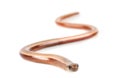 Slowworm Royalty Free Stock Photo