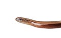 Slowworm Royalty Free Stock Photo