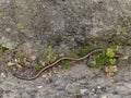 Slowworm aka slow worm or blindworm, Anguis fragilis, by wall. A reptile native to Eurasia. Aka deaf adder.