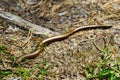 Slowworm, Anguis fragilis legless lizard also called blindworm or common slow worm slithering through forest floor. Royalty Free Stock Photo