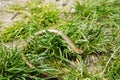 Slowworm in the grass. Lizard close-up. Royalty Free Stock Photo