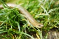 Slowworm in the grass. Lizard close-up. Royalty Free Stock Photo