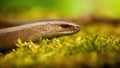 Slowworm looking on moss in spring sunlight from close up