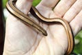 Slowworms are a small genus of snake-like legless lizards