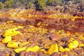 The sludge coming from the mines of Rio Tinto, Huelva, Spain