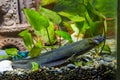 Sludge flies in freshwater aquarium Royalty Free Stock Photo