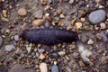 Slug (Arion ater) moving on a stone path. Royalty Free Stock Photo