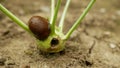 Slug Arion vulgaris snail spanish parasitizes kohlrabi cabbage turnip gongylodes moves garden field, eating ripe plant