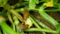 Slug Arion vulgaris snail spanish parasitizes pattypan squash farm flower bloom patty pan Cucurbita pepo patissoniana