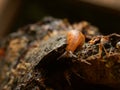 Slug on bark Royalty Free Stock Photo