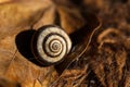 Slug bark on dry leaf Royalty Free Stock Photo