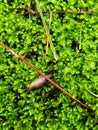 Slug on a bed of moss Royalty Free Stock Photo