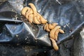 Slug on a black dirty tarp. Slugs are on the heap.