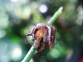 Slug on the bokeh background. Land slug is a common name for any apparently shell-less terrestial gastropod mollusc.