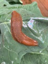 Slug on brassica leaf Royalty Free Stock Photo