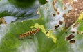 Slug Caterpillar moths are biting Lotus leaves as food.