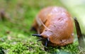 slug close-up on green moss with blurred background Royalty Free Stock Photo