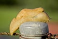 Slug closeup Royalty Free Stock Photo