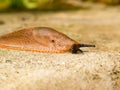 Slug Royalty Free Stock Photo