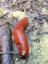 Slug closeup Royalty Free Stock Photo