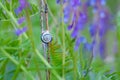 Slug in grass between purple flowers Royalty Free Stock Photo
