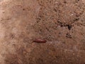 Close-up of baby slug crawling on the ground.