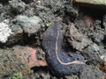 close-up photo of a slug(Laevicaulis alte), or the tropical leatherleaf.