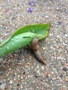 Slug crawl