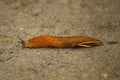 Slug crawling across the road in the forest Royalty Free Stock Photo