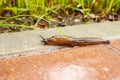 Slug crawling along the path in the rain Royalty Free Stock Photo