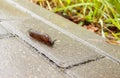 Slug crawling along the path in the rain Royalty Free Stock Photo