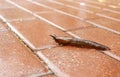 Slug crawling along the path in the rain Royalty Free Stock Photo