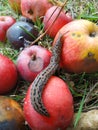 slug crawling on apples at summer day