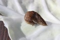Slug Crawling on a Cabbage Leaf Royalty Free Stock Photo