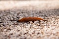 a slug crawling on a gravel road next to rocks and gravel with a blurry background of rocks and gravel