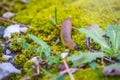 A slug crawling on moss and grass Royalty Free Stock Photo