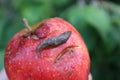 Slug Crawling on Overripe Bruised Apple