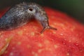 Slug Crawling on Overripe Bruised Apple